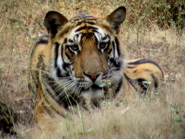 Tiger in India tiger reservation