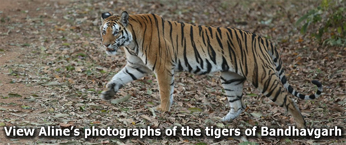 View Aline's photographs of the tigers of Bandhavgarh