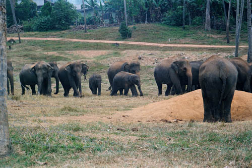 Elephant Orphanage at Pinnawela