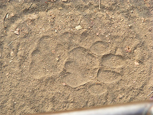 Tiger pug marks